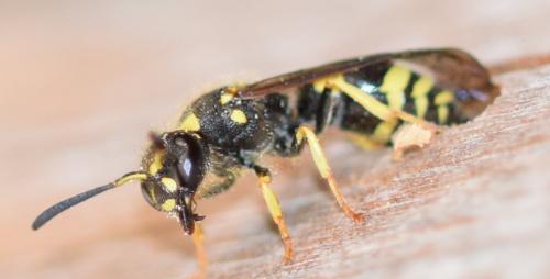 Ancistrocerus nigricornis